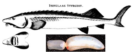 Isinglass Sturgeon